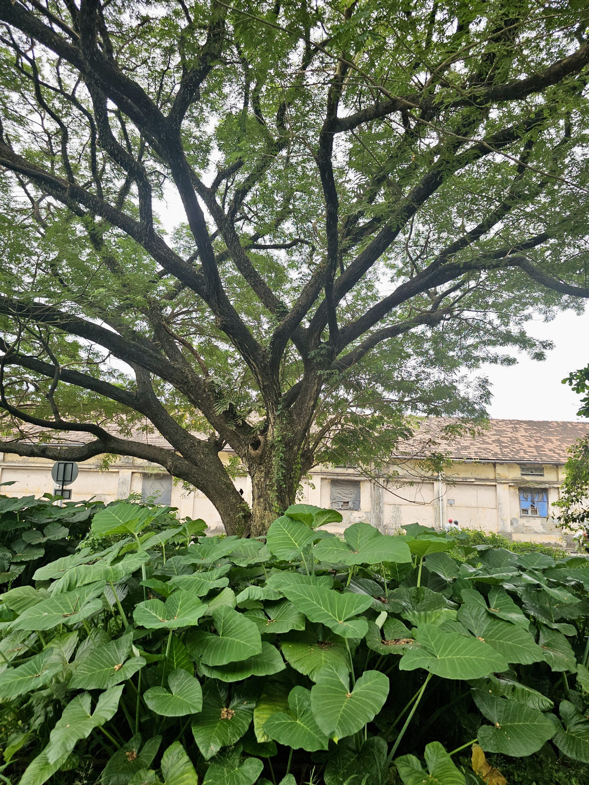 Hurricane Cuts Tree Removal